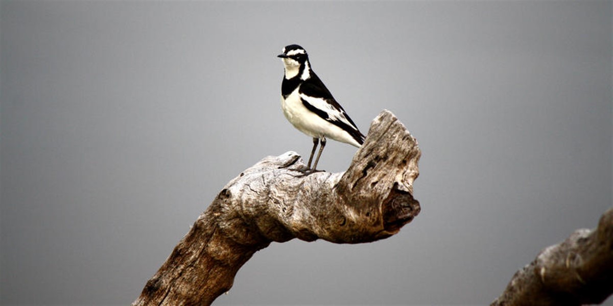 Birdwatching in Namibia
